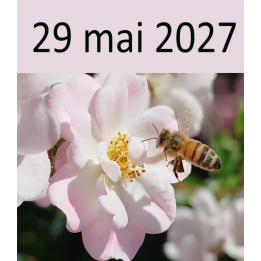 Atelier apiculture du 29 mai 2027