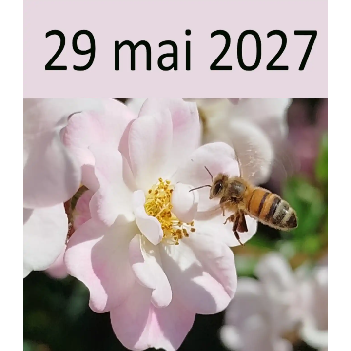 Atelier apiculture du 29 mai 2027