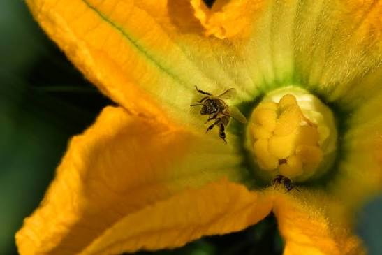 Abeille sur une fleur de courgette